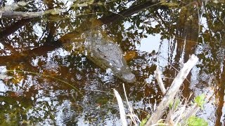 VIVERO EL CROCODILO & LES JARDINS DE LA TOUR - CAYO LARGO - CUBA