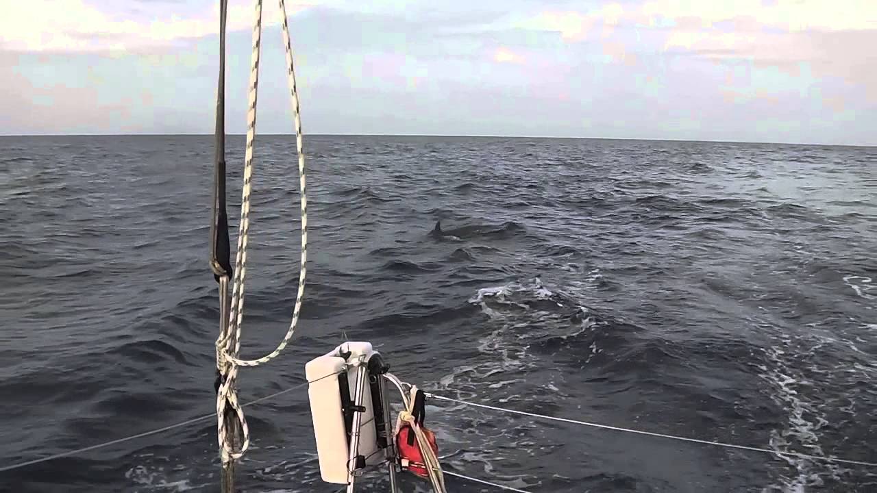 BDX/ False Killer Whales Near Cuba