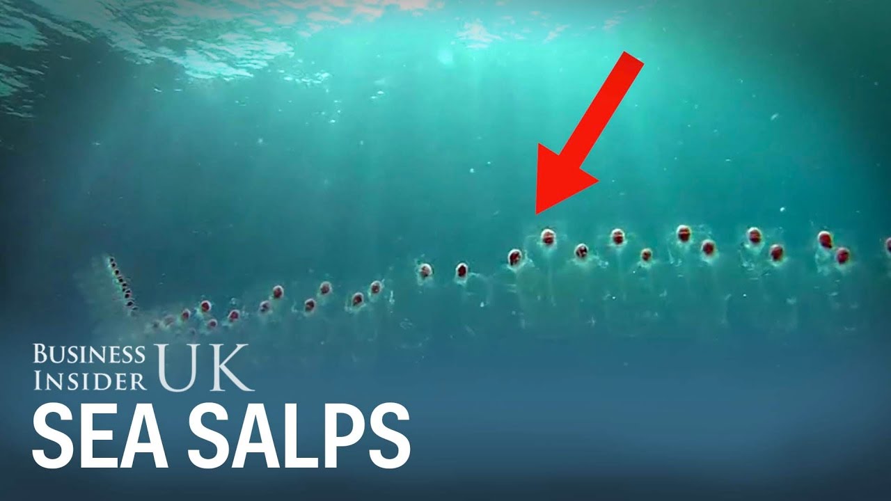 insider trading in india Divers in Thailand came across weird sea creatures linked together in a 15-foot chain.