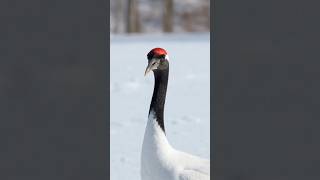 The Red-crowned Crane: Nature’s Most Elegant Dancer