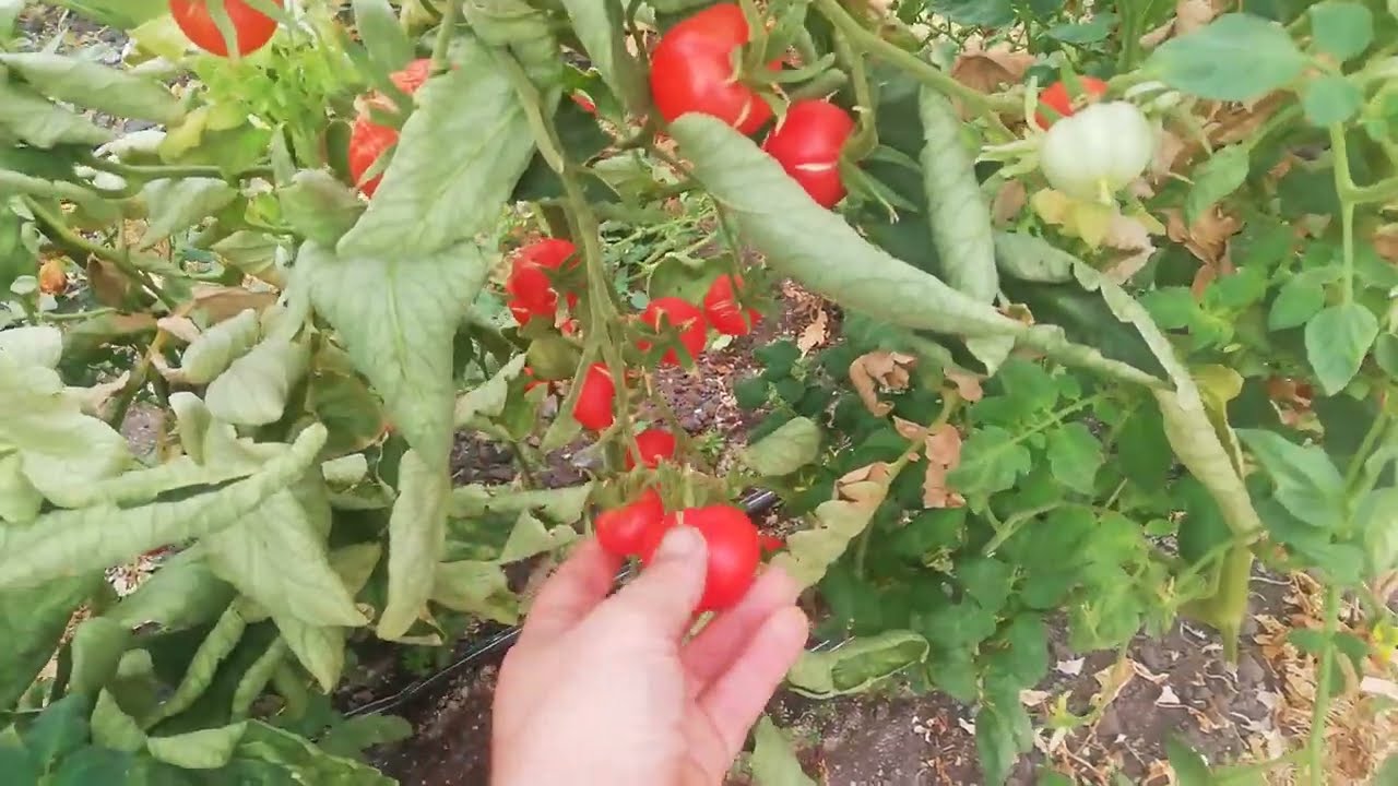 Кои сортове домати си струват? Нашият опит и съвети 🍅