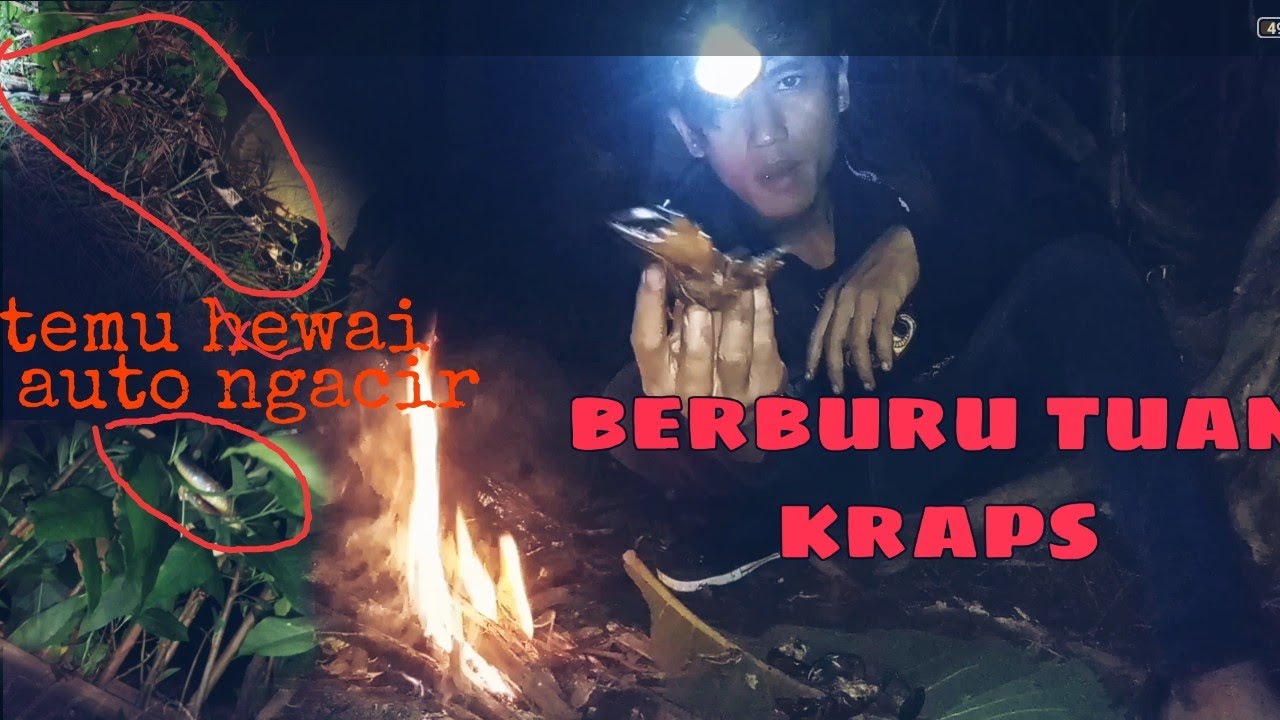 BERBURU KEPITING AIR  TAWAR  MALAM HARI KETEMU HEWAN  INI 