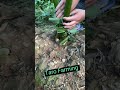 Taro farming techniques satisfying short