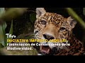 Iniciativa Impacto Jaguar: Financiación de Conservación de Diversidad -TvAgro por Juan Gonzalo Angel