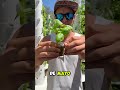¡Cosecha SIN TIERRA! 🥬 Aprende Hidroponía desde cero #shorts #hidroponía