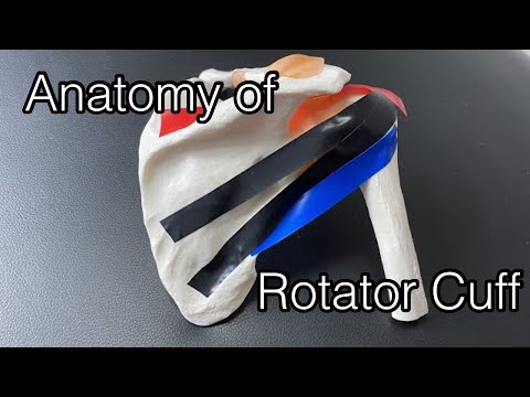 Anatomy of rotator cuff (English)