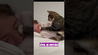 El Acto De Acariciar A Tu Gato Crea Una Conexión Especial Entre Ambos.