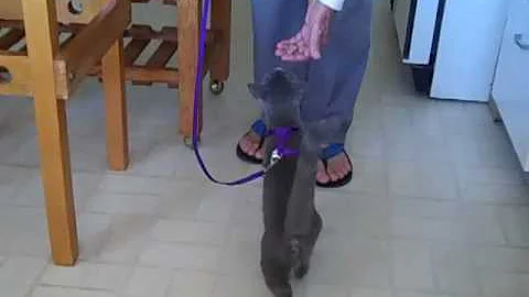 Watch the video about Russian Blue 5 mth old Kitten gets first walk!