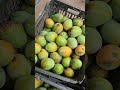 আম...#fruit #shortsviral #rajshahi #mangotree  #mangolover #mango #viralvideo #shortsfeed #trending