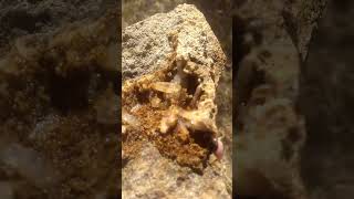 Cluster de Cuarzo - Colección de Minerales
