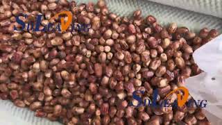 Dates Brush Polishing Machine | Upgrade your dates value!