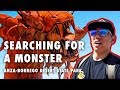 Exploring Anza-Borrego Desert State Park during a Super Bloom