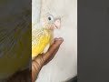 pineapple conure chick