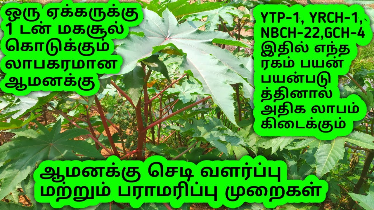 ஆமணக்கு சாகுபடி செய்யும் முறைகள்/amanakku vivasayam in Tamil /Castro plant cultivation/Castro seed