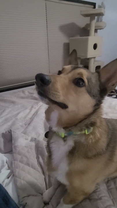 loves playing fetch #shorts #fetch #corgi #dog #dogmom #stuffedanimal