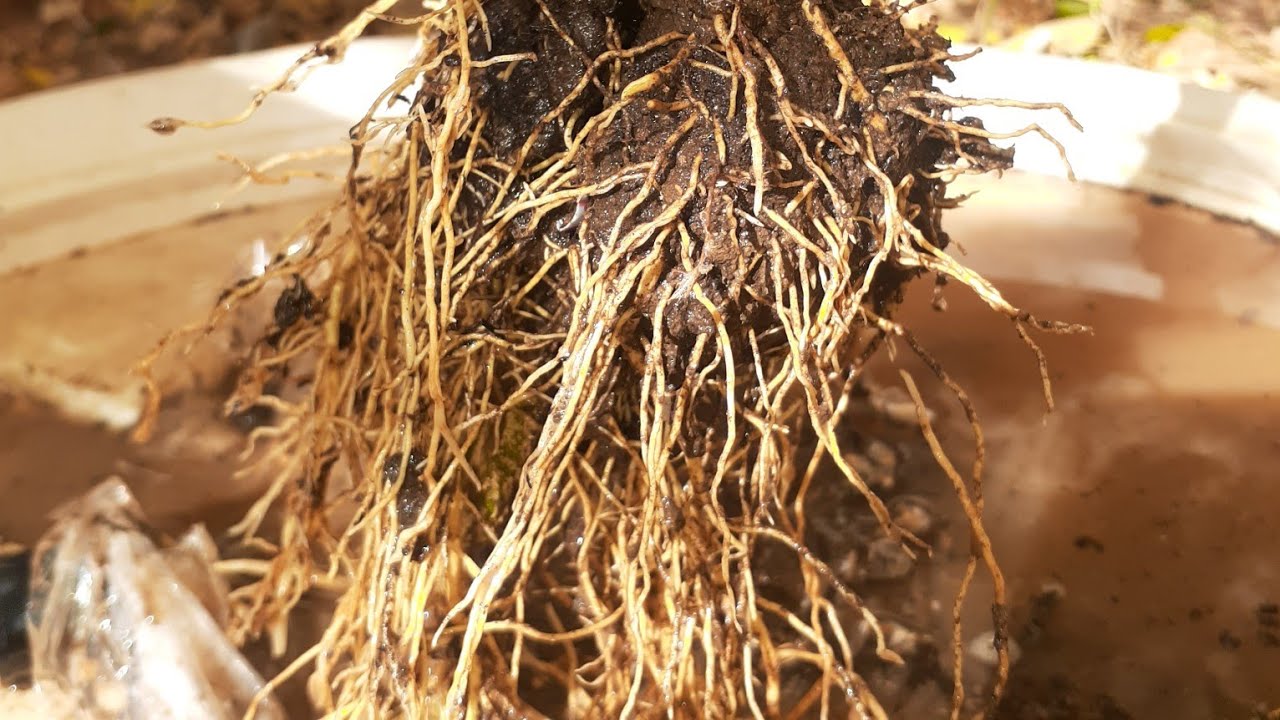 الطريقة الصحيحة للترقيد الهوائي لشجرة الليمون