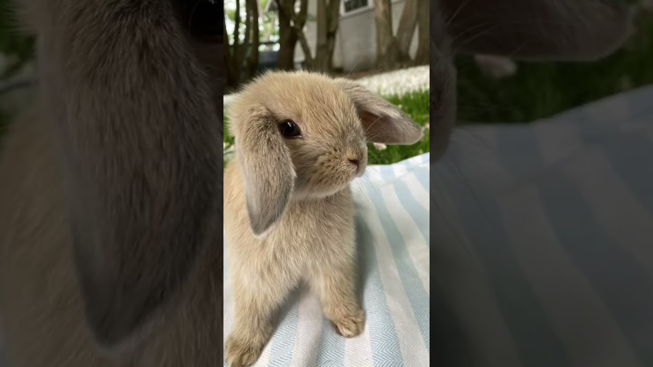 I am your bunny 🐰!