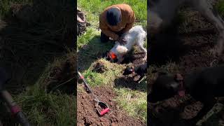 Lurcher start digging for groundhog #lurcher #viral #viralshort #viraltrending #shorts #short #dogs