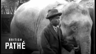 A Real White Elephant (1926)