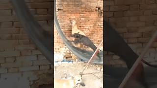 greyhound dog exercise| greyhound dog super speed| #dog #wildlifeentertainment #viral