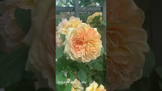 Bathsheba A Well Behaved Climber David Austin