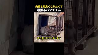 先輩と仲良くなりたくて頑張るパンチくん
