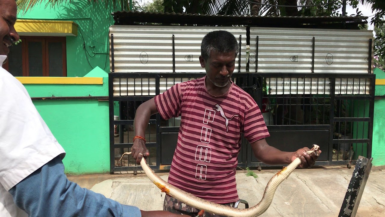 camera iphone 8 plus apk கண்ணாடி விரியன் காயங்களுக்கு மருந்து பூசியபோது.