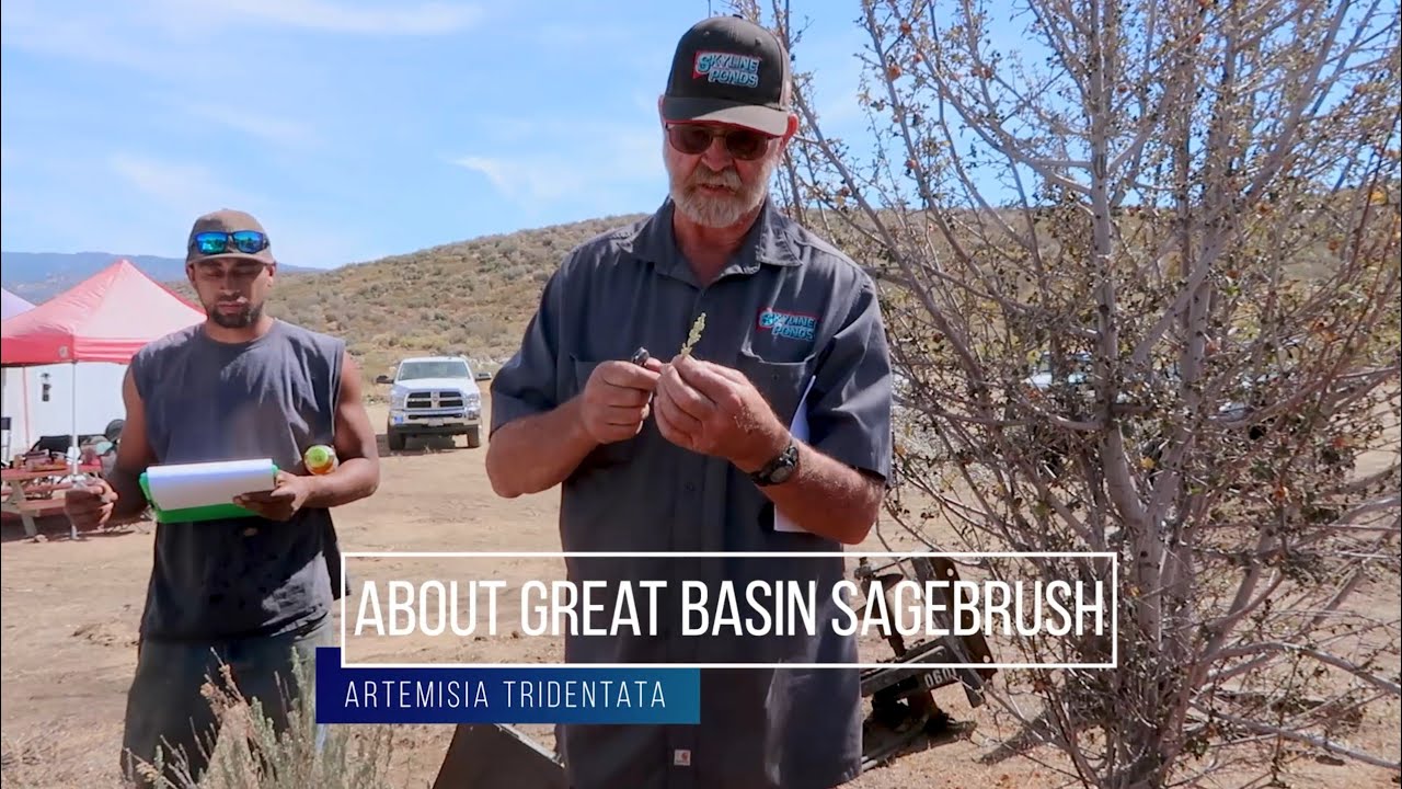 Great Basin Sagebrush (Artemisia Tridentata)