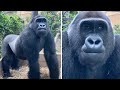 本当に12歳⁉︎ 体は大きいのに顔が可愛すぎるゲンタロウ⭐️ゴリラ Gorilla【京都市動物園】12-year-old Gentaro&#39;s face is still so cute.