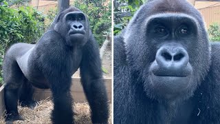 本当に12歳⁉︎ 体は大きいのに顔が可愛すぎるゲンタロウ⭐️ゴリラ Gorilla【京都市動物園】12-year-old Gentaro&#39;s face is still so cute.