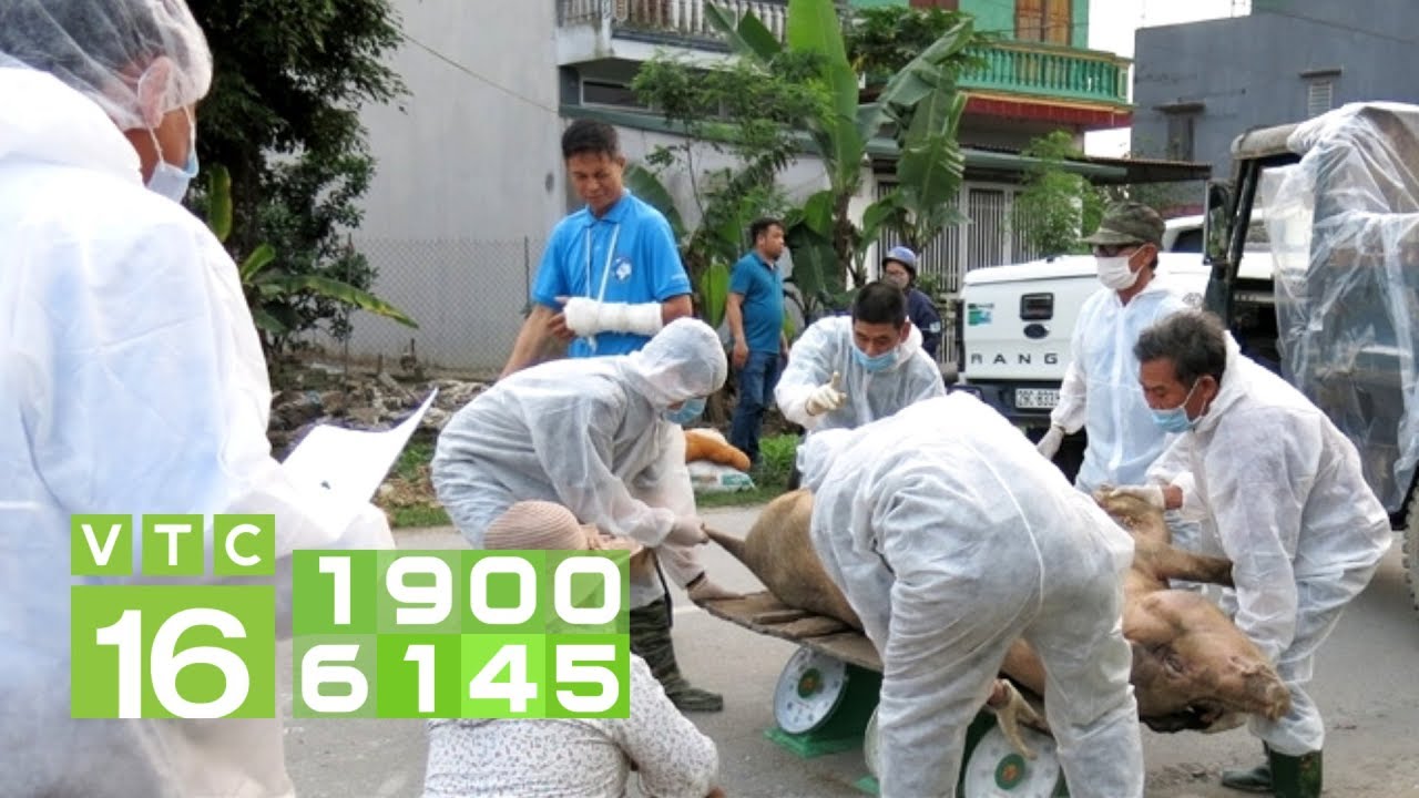 Mức hỗ trợ lợn bị dịch tả lợn Châu Phi | VTC16