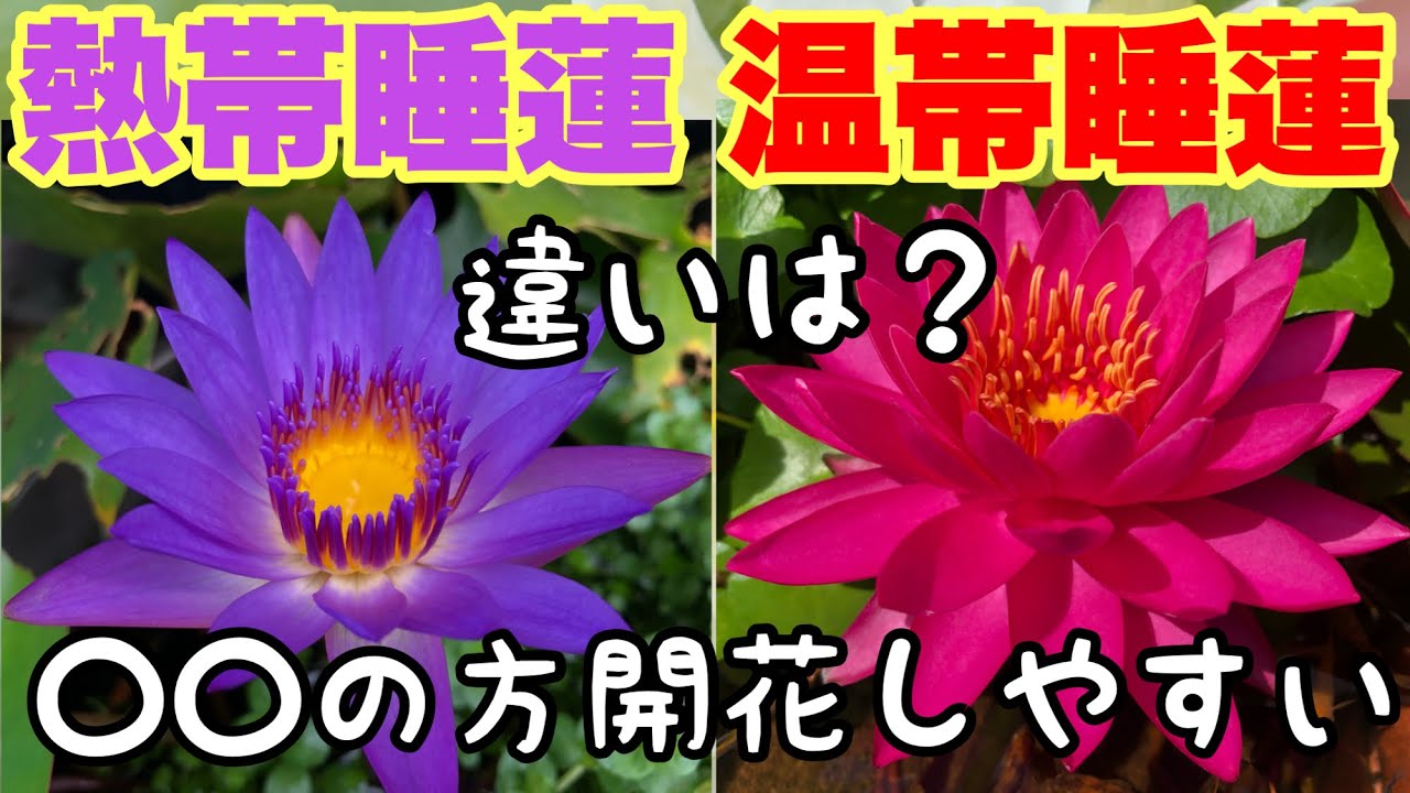 簡単メダカビオトープ 省スペース 低予算で楽しめる簡単お洒落ビオトープの成長の軌跡 メダカ睡蓮ビオトープ Youtube