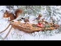 The traveling bird feeder  in the forest of jays  relax with squirrels  birds  1 hour 