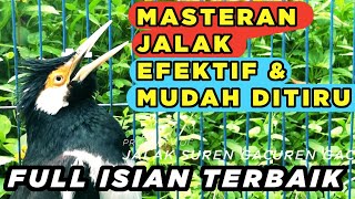 Download Lagu Burung Jalak Suren Betina Gacor Memanggil Jantan Full Isian Suara Unik Mewah MP3