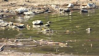 Marsh sandpiper-Fluierar de lac (Tringa stagnatilis)