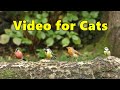 Videos for Cats to Watch ~ Birds on A Big Log ⭐ 8 HOURS ⭐