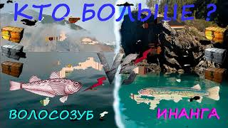 Ловим сундуки!!! Кто больше?! Волосозуб VS Инанга~|рр3 2022|~