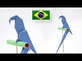 Origami Arara Azul - Instruções em Português BR