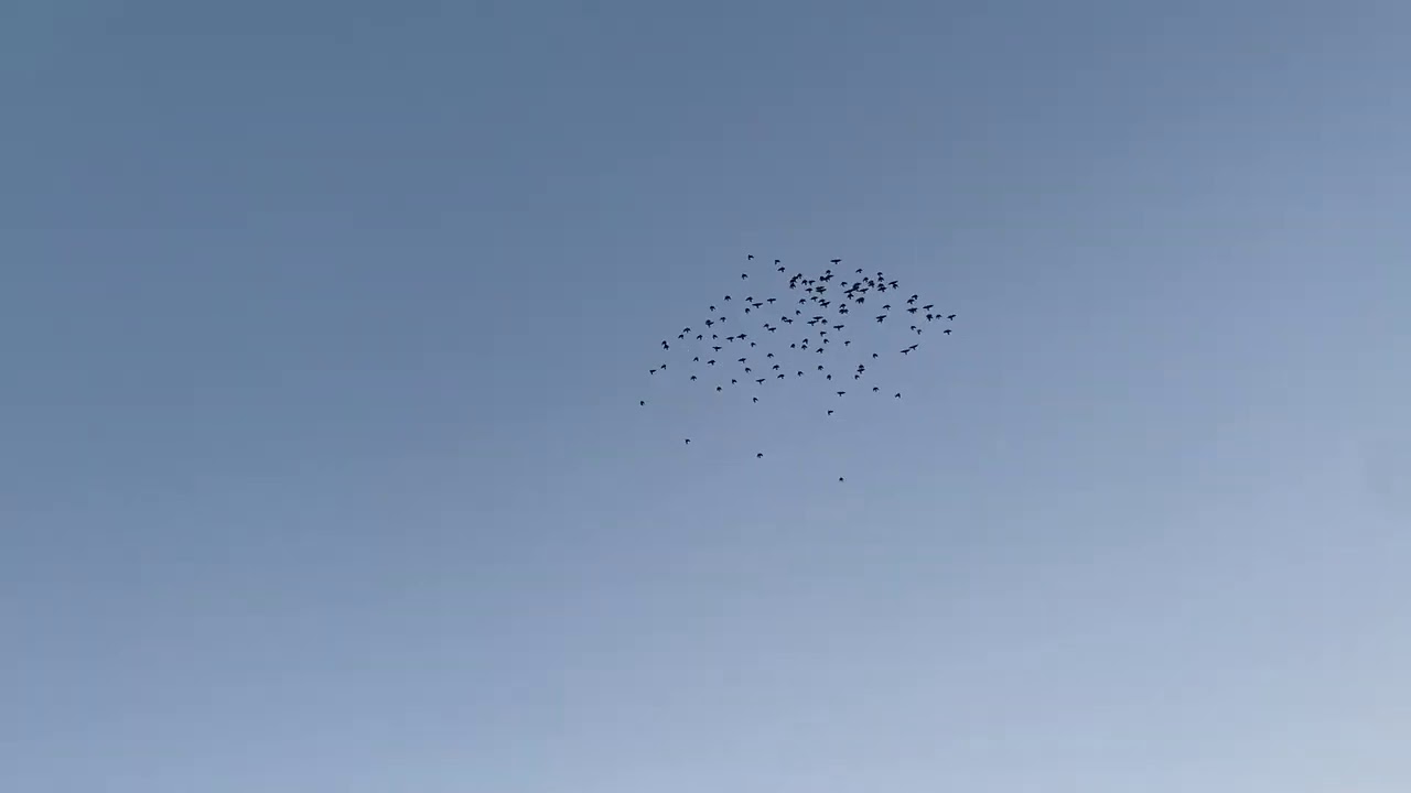 فصل جديد خبطن ويا كومتين وصدنه ٢ مشاهده ممتعه