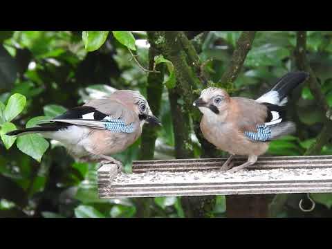 Eurasian Jay with young/Gaai met jong, Ermelo, The Netherlands, 11-07-2017