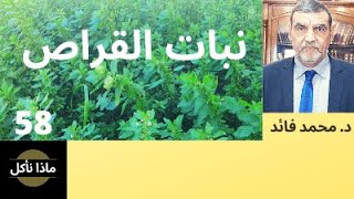 الدكتور محمد فائد || ماذا نأكل || نبات القراص والكلية