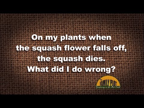 فيديو: لماذا تسقط أزهار الاسكواش من الكرمة