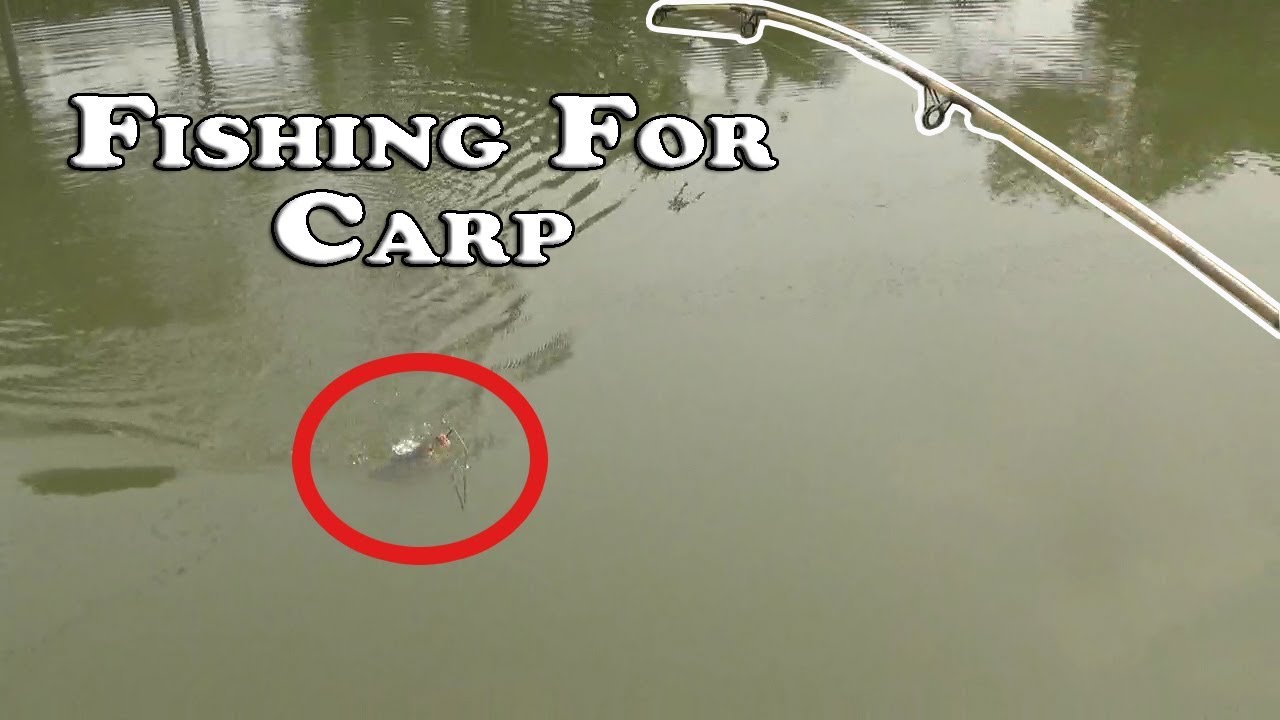 Fishing For Carp | Carp fishing Event IN BD 