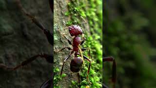 Exploding Ant Sacrifices Itself To Save The Colony