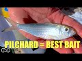 Using pilchards for bait  how to catch them and use them to catch big fish ff episode 12 season 1