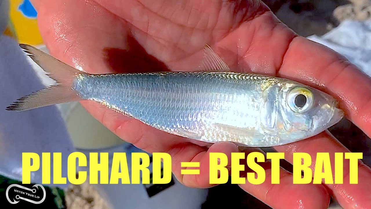 USING PILCHARDS FOR BAIT HOW TO CATCH THEM AND USE THEM TO CATCH