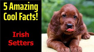 5 Fascinating Facts About Irish Setters