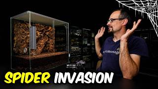 What Happens when SPIDERS Have UNLIMITED FOOD?!