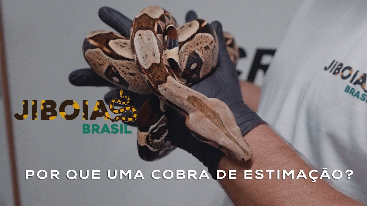 Por que uma cobra de estimação?
