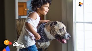 Pit Bull Dog Has Loved His Little Sister Since Before She Was Born  EROS | The Dodo Pittie Nation